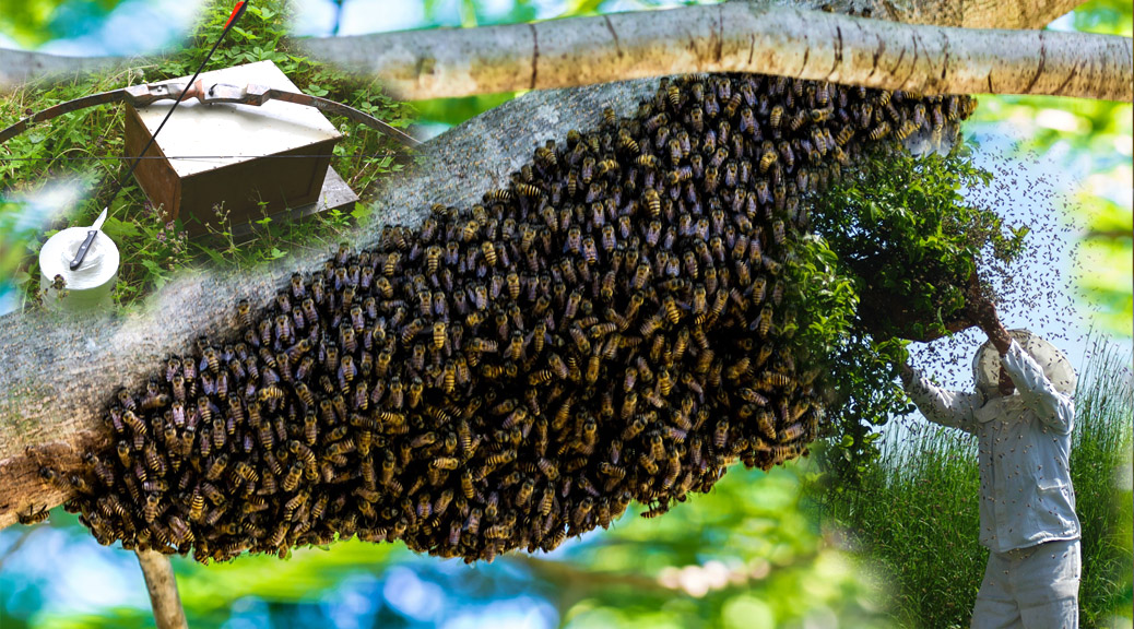 Schwarmfang von Bienenschwärmen in und um Chemnitz