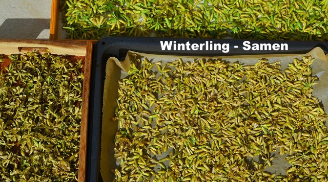 Winterling – Samen ist reif